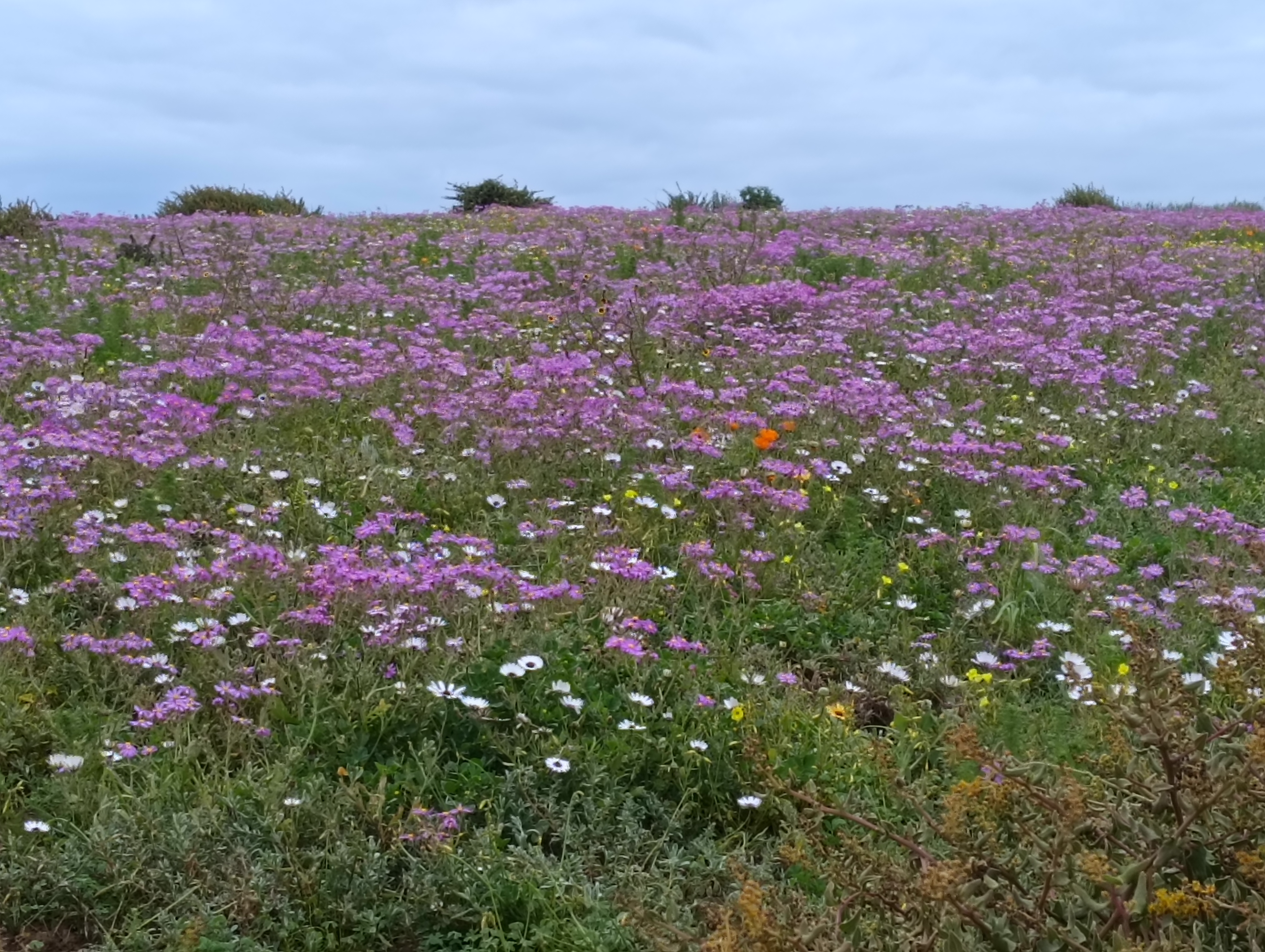 Wildflowers